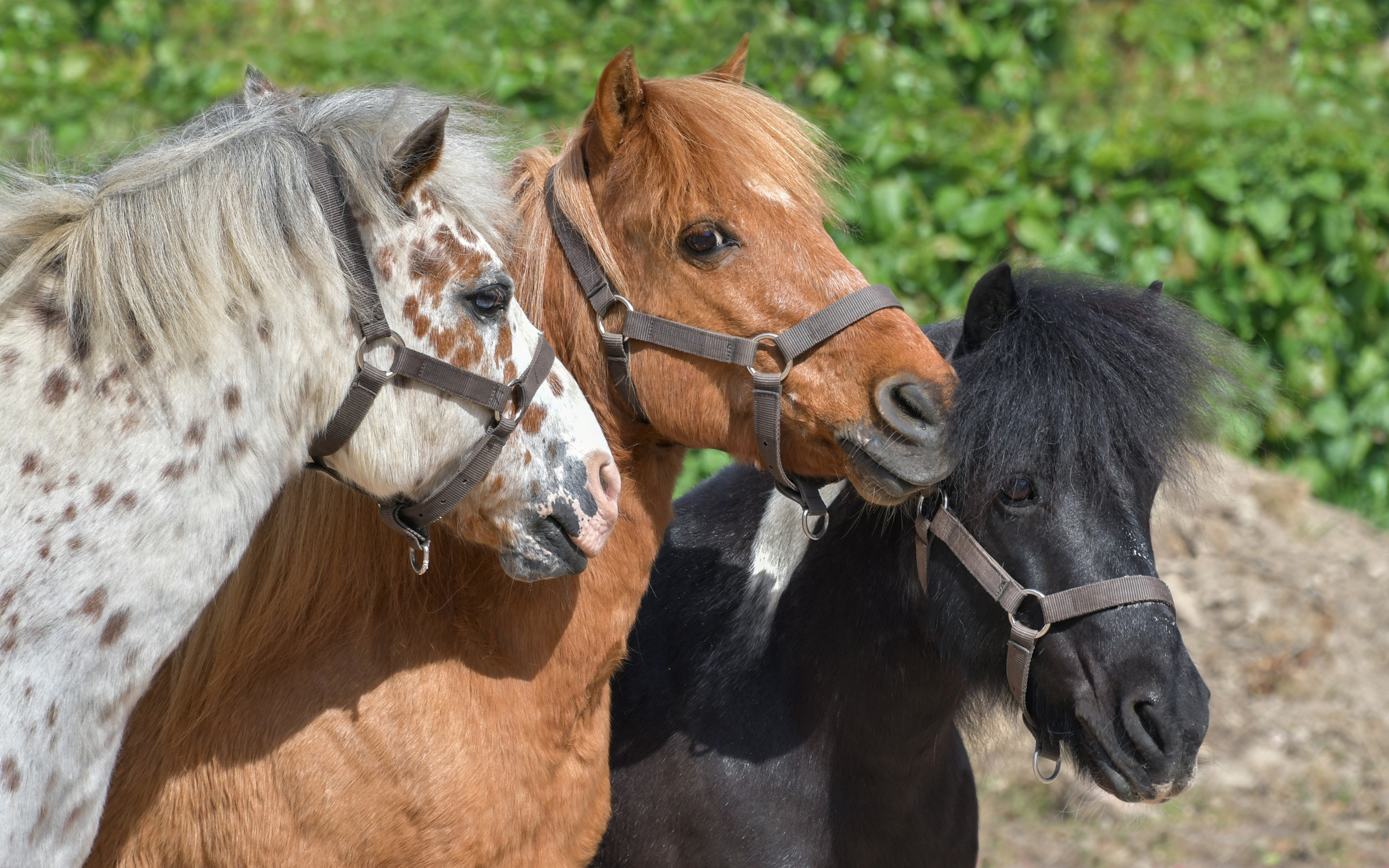 Horses in the Farm