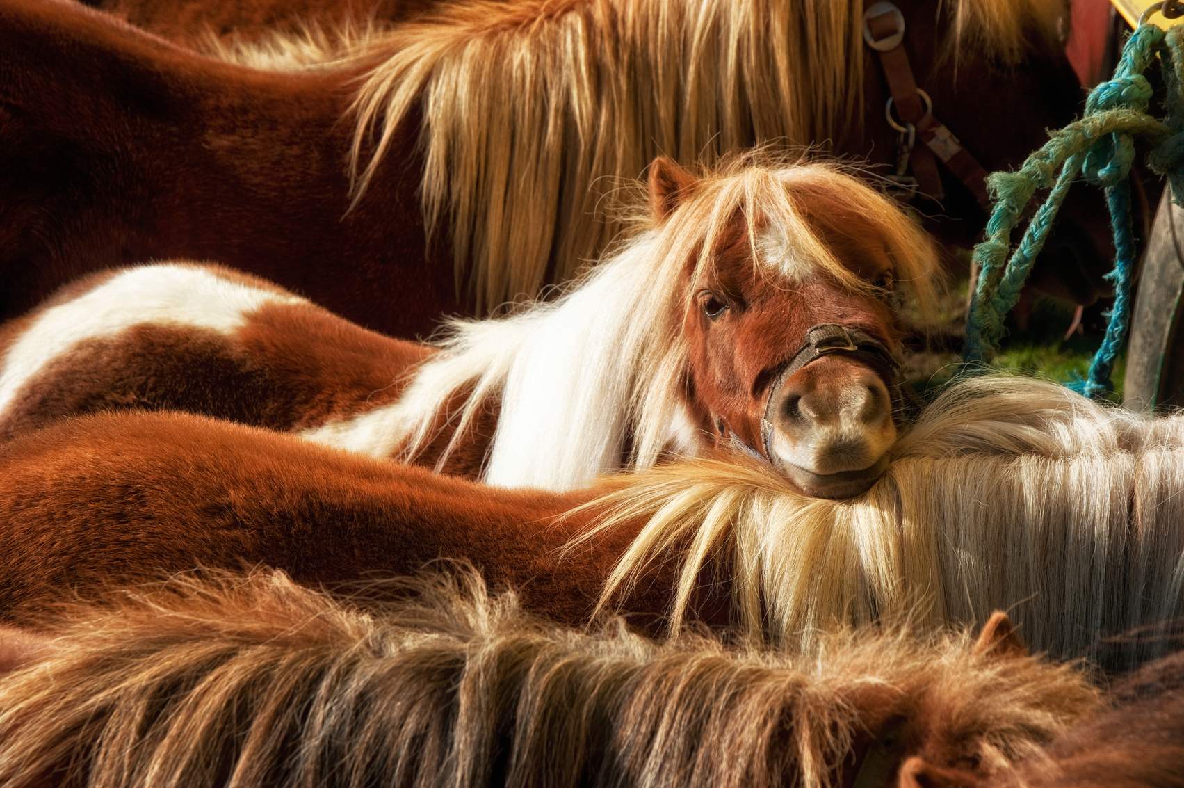 Shetland Pony